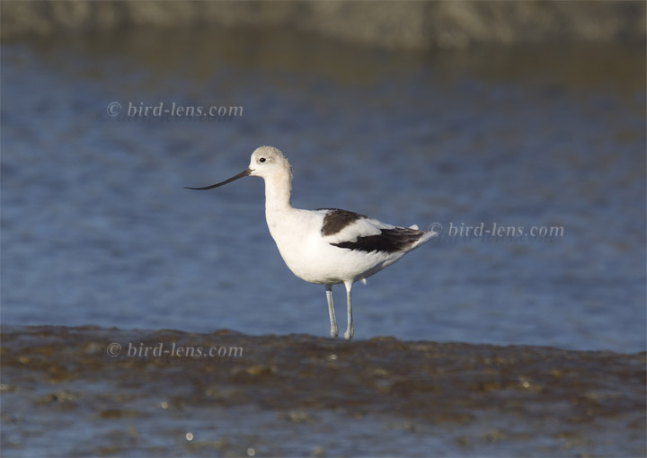 American Avocet