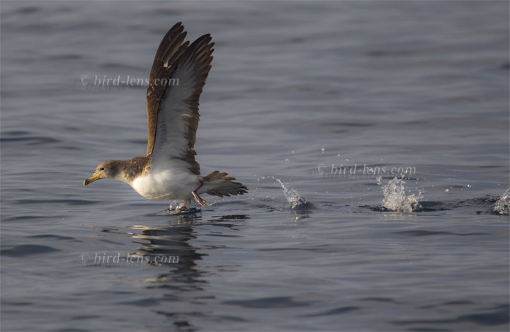 Gelbschnabel-Sturmtaucher Gelbschnabel-Sturmtaucher