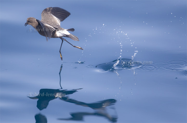 Buntfuß-Sturmschwalbe Buntfuß-Sturmschwalbe