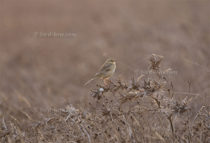 Brachpieper Brachpieper