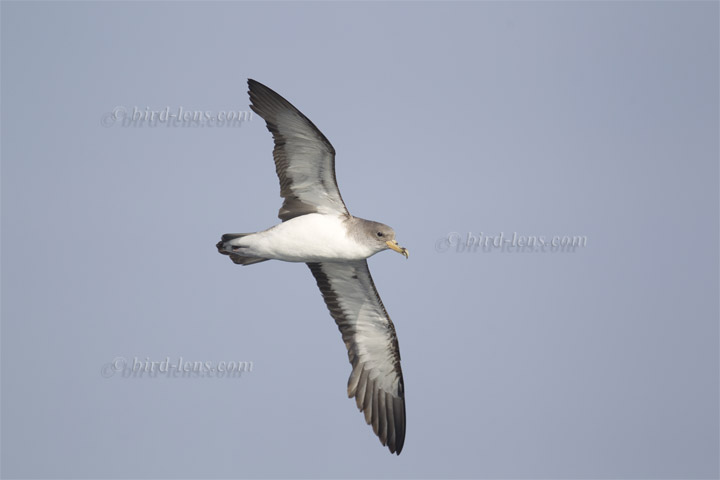 Gelbschnabel-Sturmtaucher Gelbschnabel-Sturmtaucher