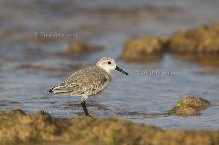Sanderling