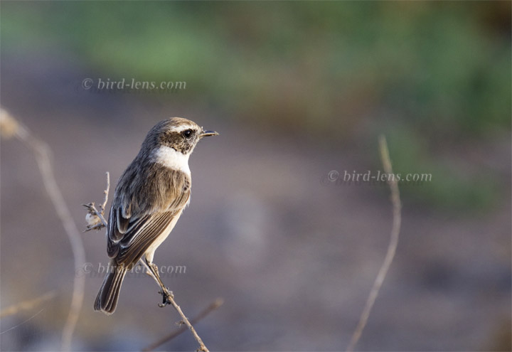 Canary Islands Chat Canary Islands Chat