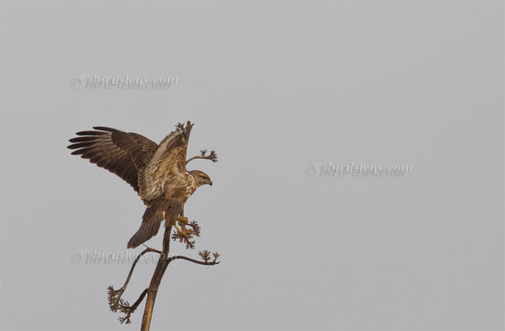 Common Buzzard Common Buzzard