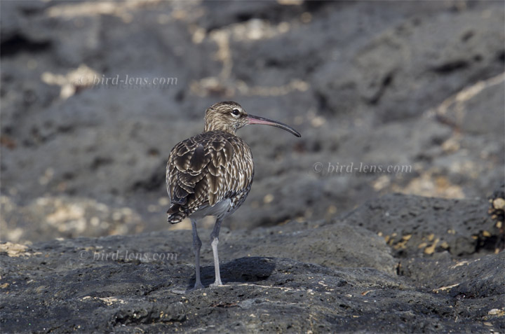 Regenbrachvogel Regenbrachvogel