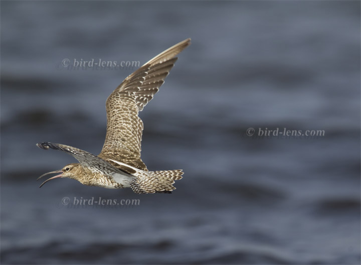 Regenbrachvogel Regenbrachvogel