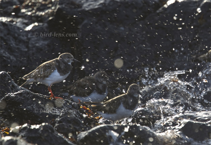 Steinwälzer Steinwälzer