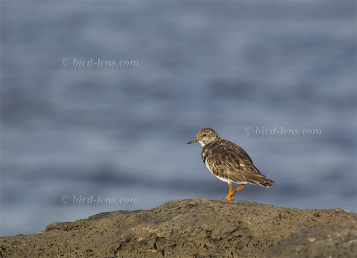 Steinwälzer Steinwälzer