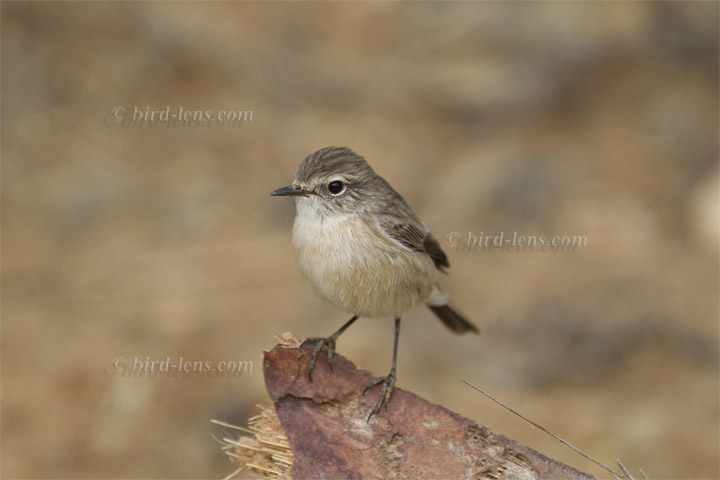 Canary Islands Chat Canary Islands Chat