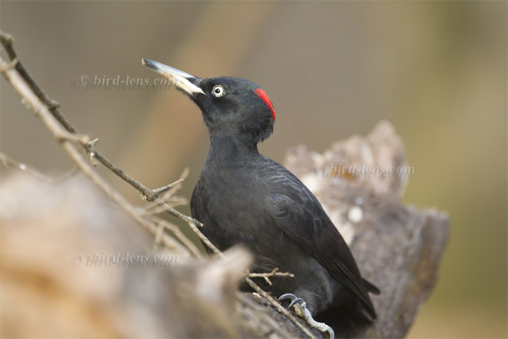 Schwarzspecht Schwarzspecht