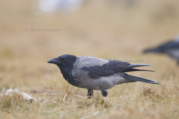 Nebelkrähe Nebelkrähe