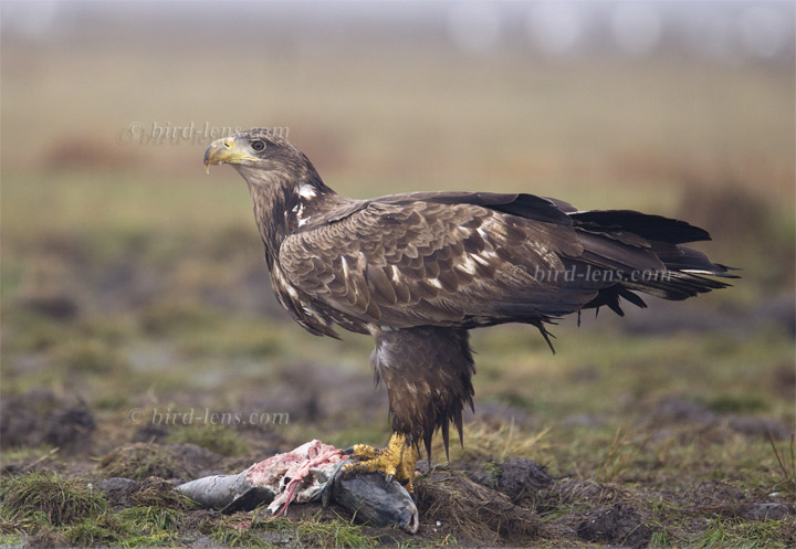 Seeadler