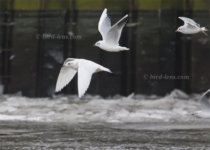 Polarmöwe Polarmöwe