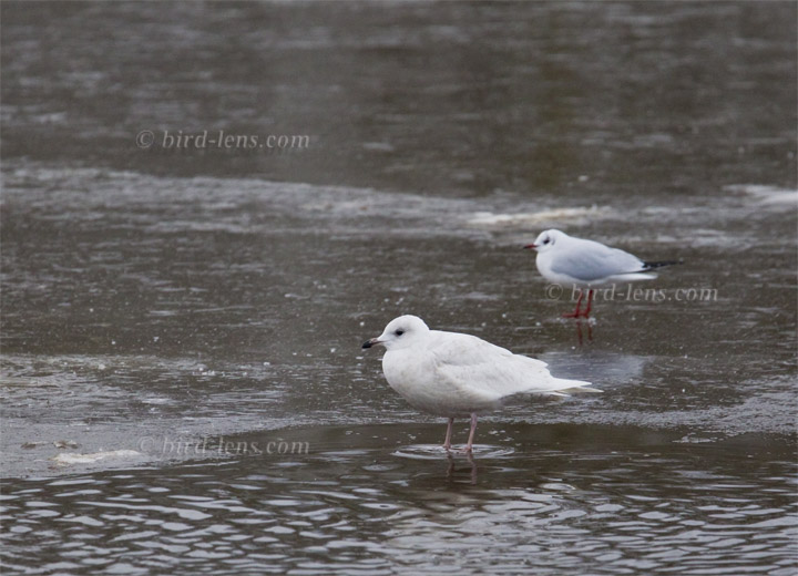 Polarmöwe Polarmöwe