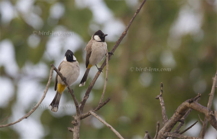 Weißohrbülbül Weißohrbülbül