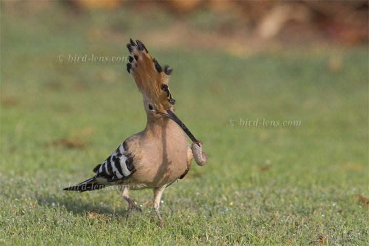 Wiedehopf, europ. Wiedehopf, europ.