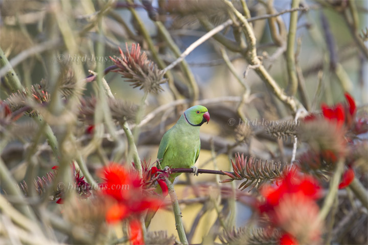 Halsbandsittich Halsbandsittich