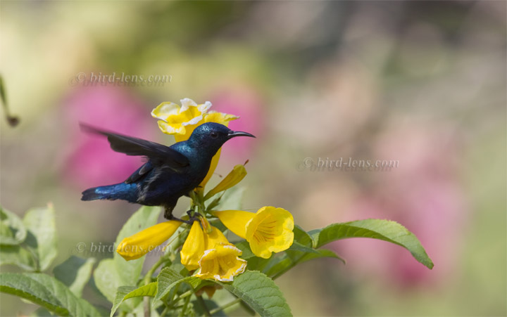Purpurnektarvogel Purpurnektarvogel