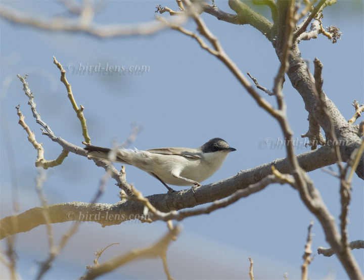 östl. Orpheusgrasmücke