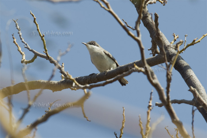 östl. Orpheusgrasmücke