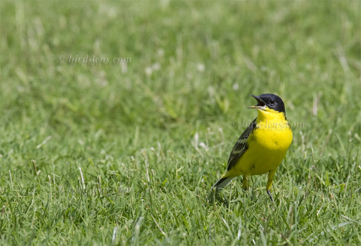 Maskenschafstelze Maskenschafstelze