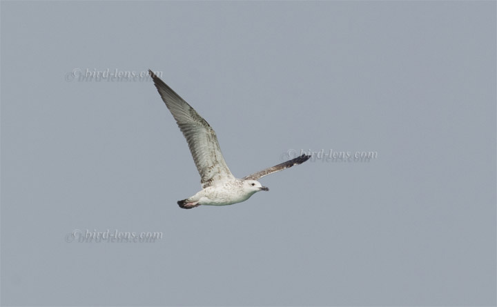 Tundramöwe Tundramöwe