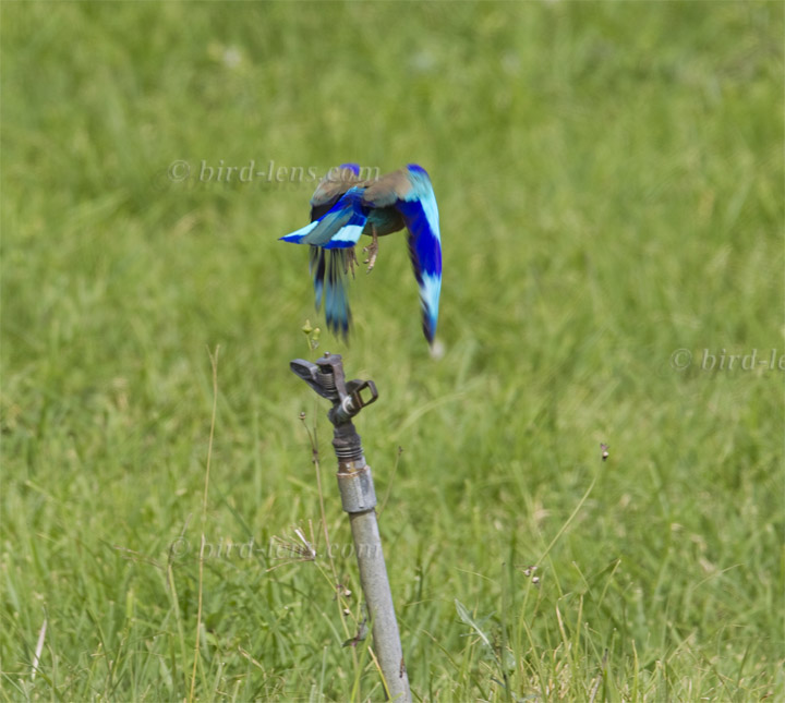 Hinduracke Hinduracke