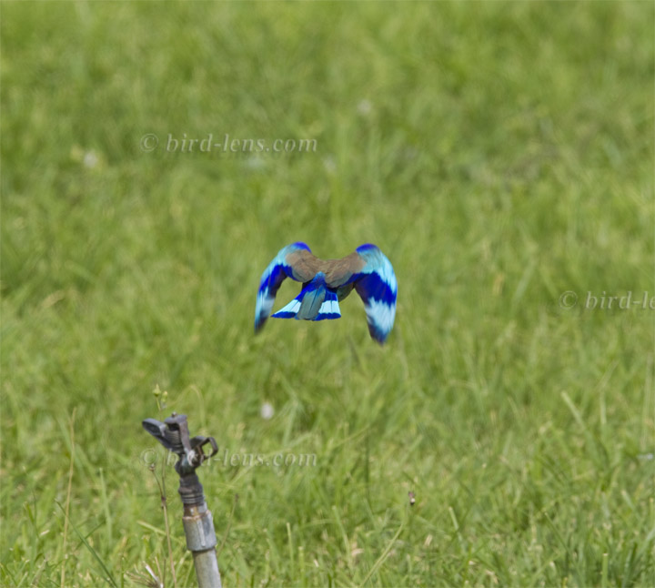 Hinduracke Hinduracke