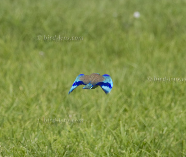 Hinduracke Hinduracke