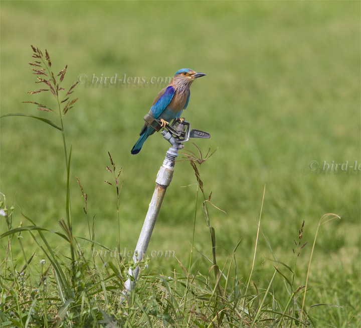 Hinduracke Hinduracke