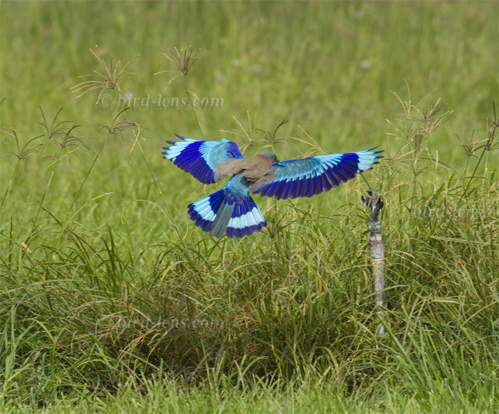 Hinduracke Hinduracke