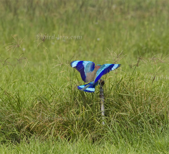 Hinduracke Hinduracke