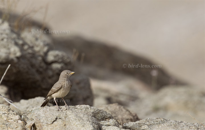 Steinlerche Steinlerche