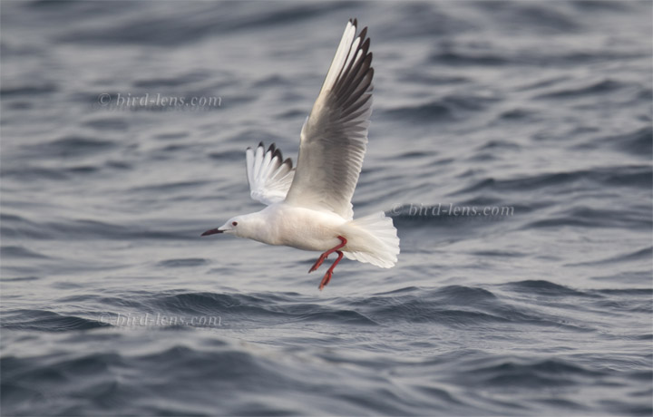 Dünnschnabelmöwe Dünnschnabelmöwe