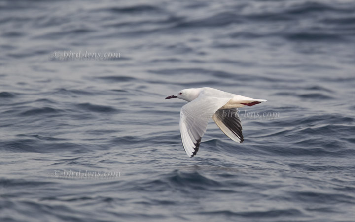 Dünnschnabelmöwe Dünnschnabelmöwe