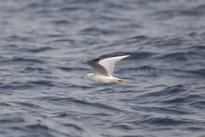 Dünnschnabelmöwe Dünnschnabelmöwe