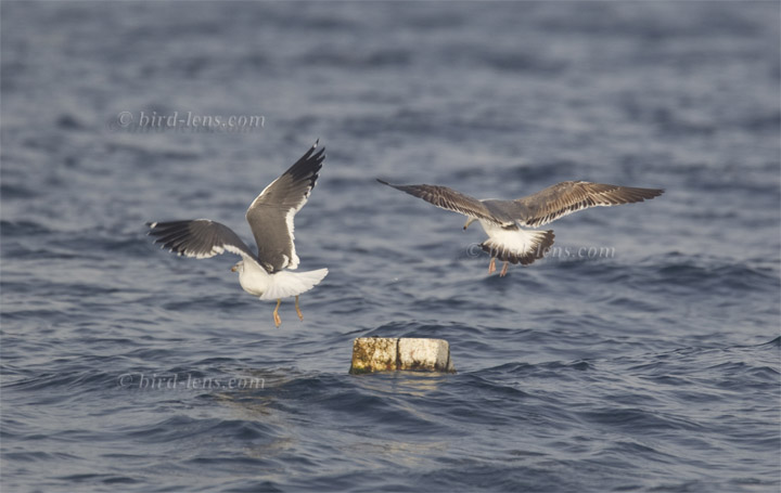 Tundramöwe Tundramöwe