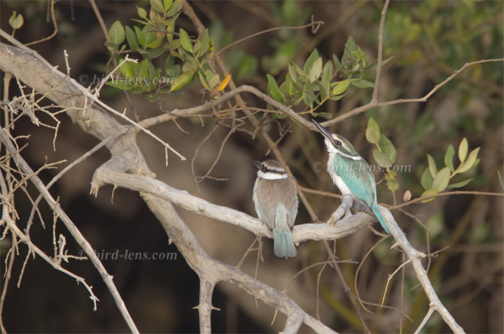 Halsbandliest Halsbandliest