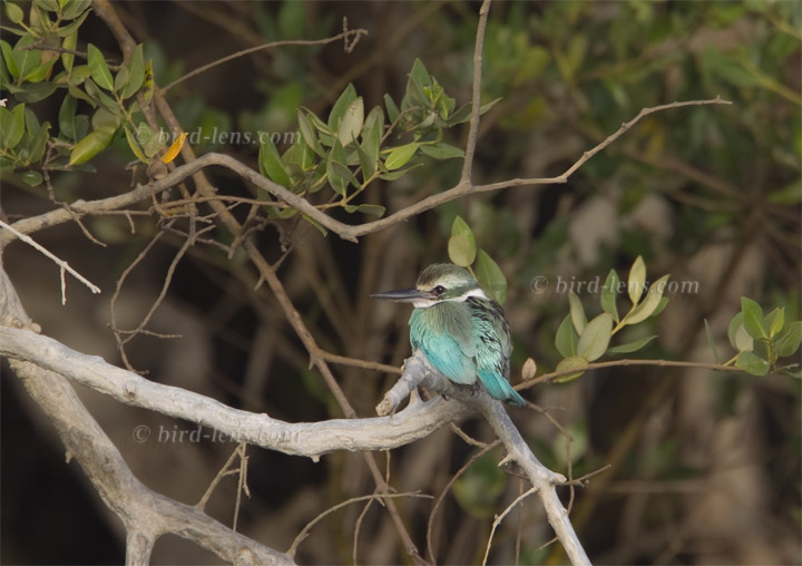 Halsbandliest Halsbandliest