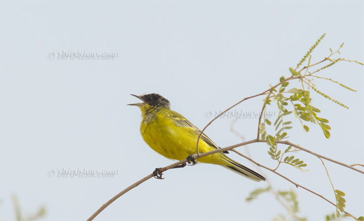 Maskenschafstelze Maskenschafstelze