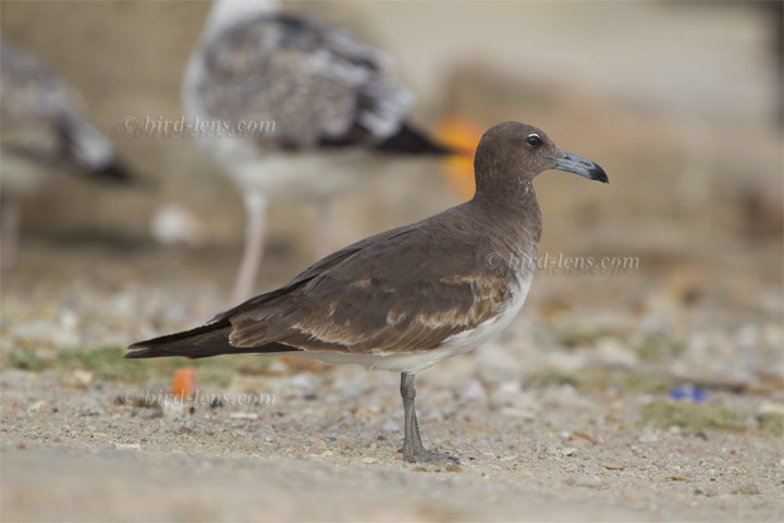 Hemprichmöwe Hemprichmöwe