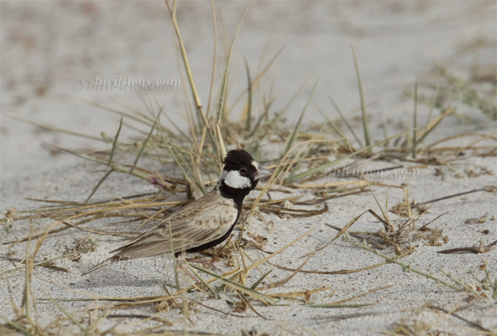 Weißstirnlerche Weißstirnlerche