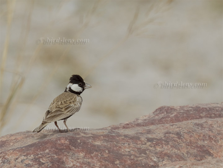 Weißstirnlerche Weißstirnlerche