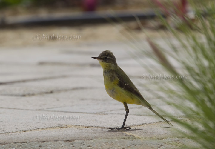 Maskenschafstelze Maskenschafstelze