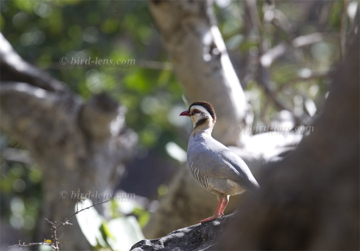 Schwarzkopf-Steinhuhn