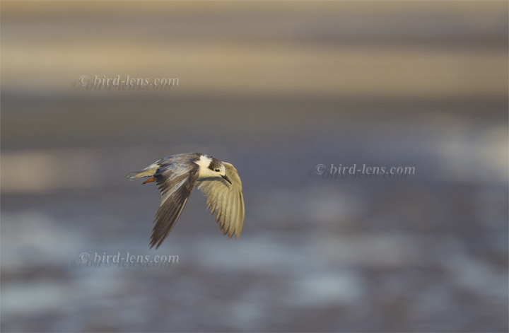 Weissbart-Seeschwalbe Weissbart-Seeschwalbe