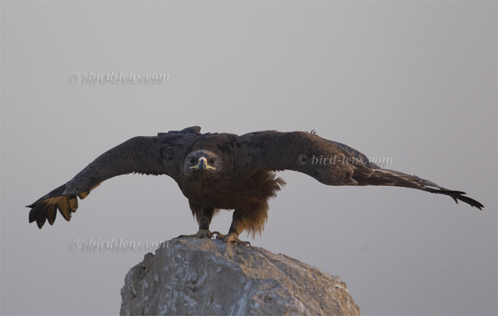 Steppenadler Steppenadler