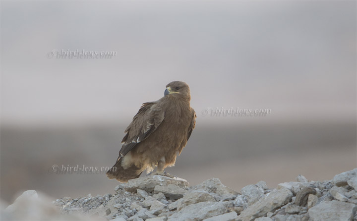 Steppenadler Steppenadler