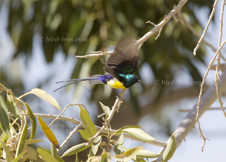 Erznektarvogel Erznektarvogel