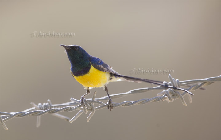 Erznektarvogel Erznektarvogel